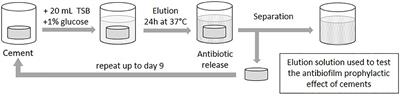 Antibiotics in Bone Cements Used for Prosthesis Fixation: An Efficient Way to Prevent Staphylococcus aureus and Staphylococcus epidermidis Prosthetic Joint Infection